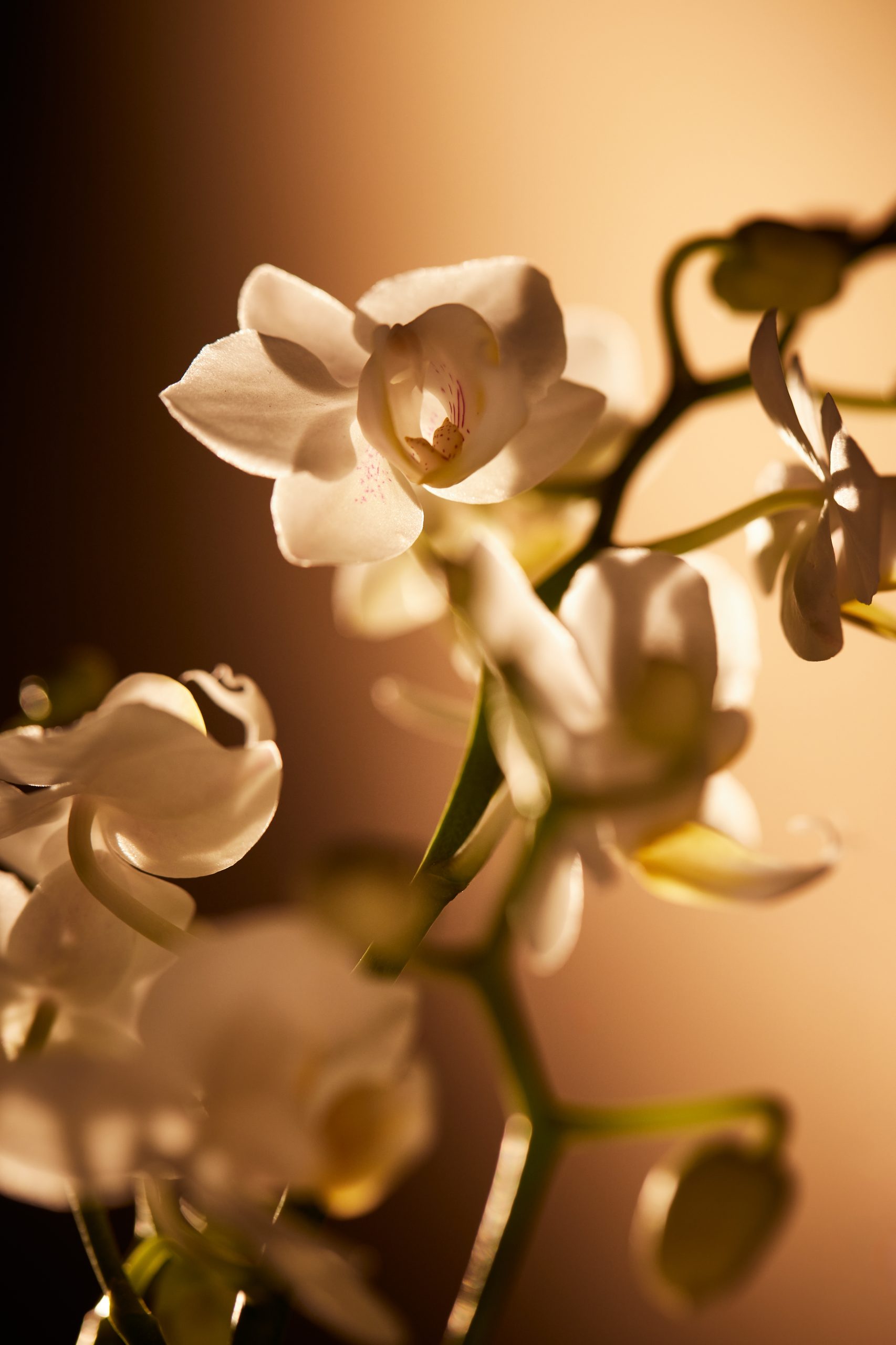 Hoe Vind Je Jouw Signature Scent: Een Complete Gids